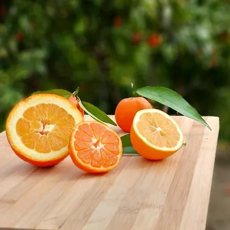 Citrus Garden Pensjonat Berat