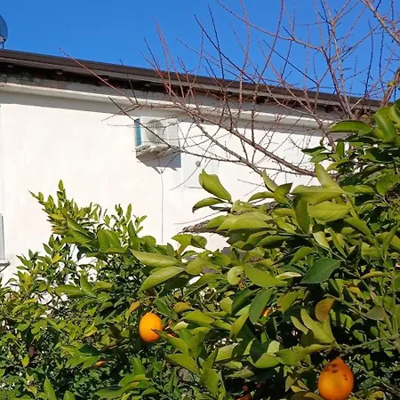 Citrusnest