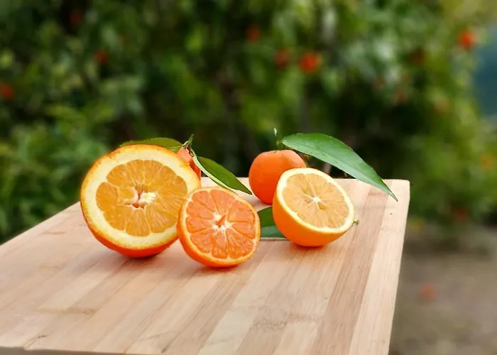 Citrus Garden ゲストハウス ベラト